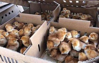 Düzce'de çiftçilere 10 bin civciv dağıtıldı