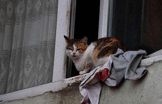 Felçli kediden etkilendi, sokak hayvanlarına 