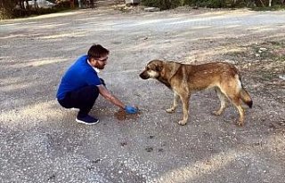 Tokat'ta iki öğretmen sokakları gezerek hayvanları...