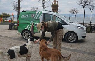Sinop ve Kastamonu'da sokak hayvanlarına yardım...