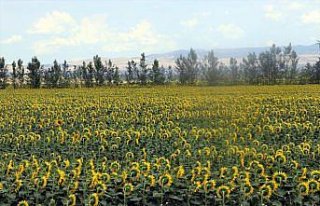 Tarımsal kuraklığın yaşandığı Amasya'da çiftçiler,...