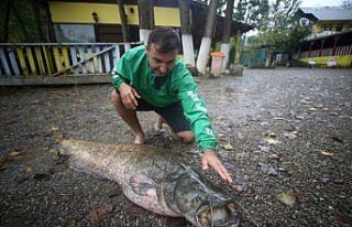 Düzce'de amatör balıkçının oltasına 51 kilogramlık...