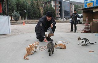 Uygulama noktasına sığınan kediler polislerin...