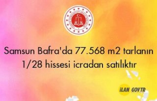 Samsun Bafra'da 77.568 m² tarlanın 1/28 hissesi...