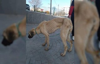 Samsun'da bitkin halde bulunan sokak köpeği...