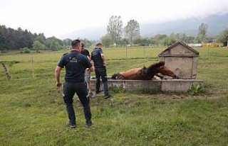 Bolu'da su oluğuna sıkışan yılkı atı kurtuldu