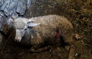 Bolu'da köpeklerin saldırdığı 2 koyun telef oldu,...