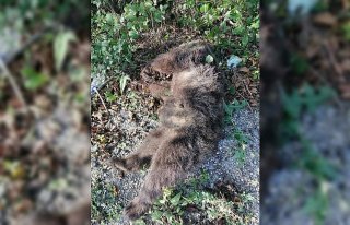 Bolu'da aracın çarptığı yavru ayı öldü
