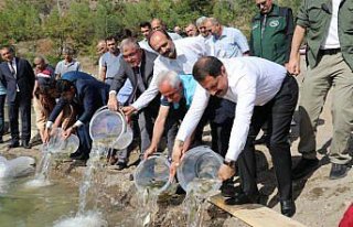 Amasya'da Ziyaret Barajı'na 100 bin sazan balığı...