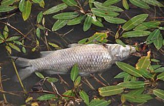Balık ölümleri görülen Bolu'daki Çubuk Gölü'nden...