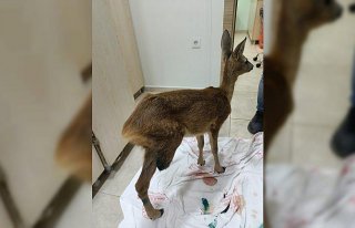 Trabzon'da bacağı kesilen yavru ceylan tedavi ediliyor
