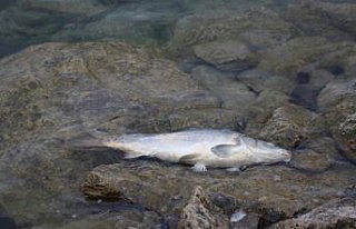 Bolu Gölköy Barajı'ndaki balık ölümlerine...