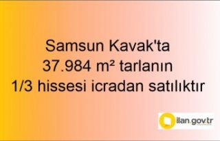 Samsun Kavak'ta 37.984 m² tarlanın 1/3 hissesi...