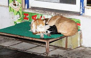 Amasya'da kedi ve köpeklerin dostluğu görenlerin...