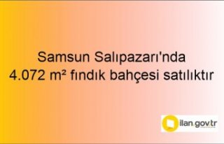 Samsun Salıpazarı'nda 4.072 m² fındık bahçesi...