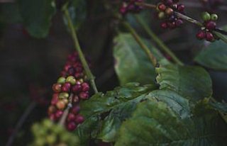Ağaç gölgesinde yetiştirilen “Küba kahvesi“...