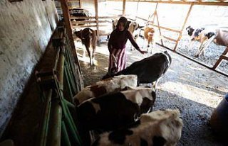 Bir inekle başladı, devlet desteğiyle çiftlik...