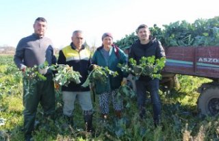 Bafra Ovası'nda brokoli hasadından 12 tondan...