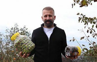 Akçaabat'ta hasat edilen zeytinler geleneksel yöntemlerle işleniyor