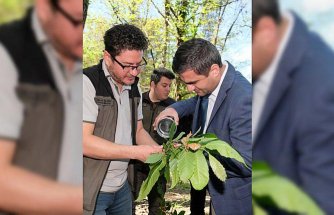 Bozkurt ilçesinde kestane ormanlarına “Torymus sinensis“ böceği salındı