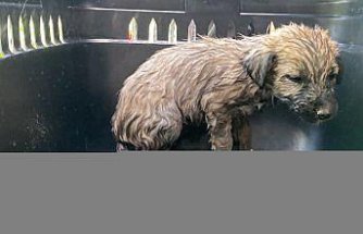 Düzce'de Melen Çayı'nda mahsur kalan köpek yavrusu kurtarıldı