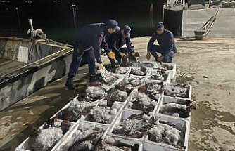 Sinop'ta kaçak olarak avlanan 880 kalkan balığı ele geçirildi