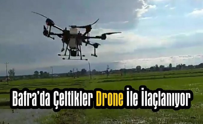 Bafra’da Çeltikler Drone İle İlaçlanıyor