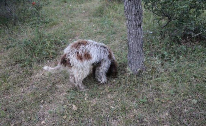 Bolu'da üniversite öğrencisi eğitimli köpekle trüf mantarı arıyor