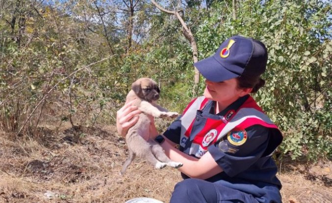 Jandarma bulduğu 10 köpek yavrusunu barınağa teslim etti