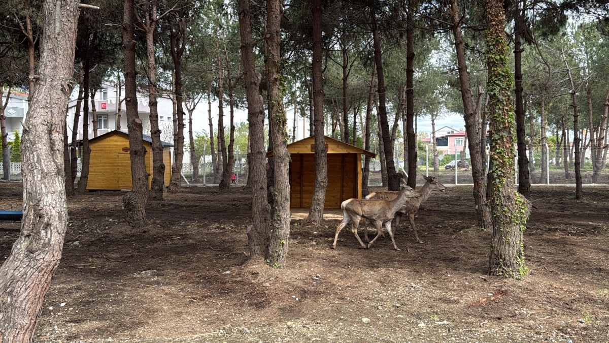 Alaçam'da efsaneden yola çıkılarak geyik yaşam alanı oluşturuldu