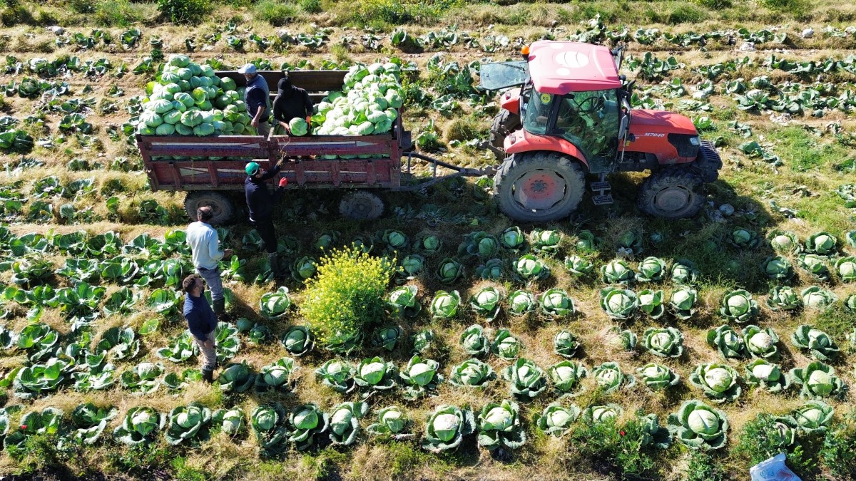 Bafra Ovası'nda kışlık sebze hasadının sonuna gelindi