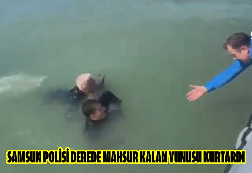 Samsun polisi derede mahsur kalan yunusu kurtardı