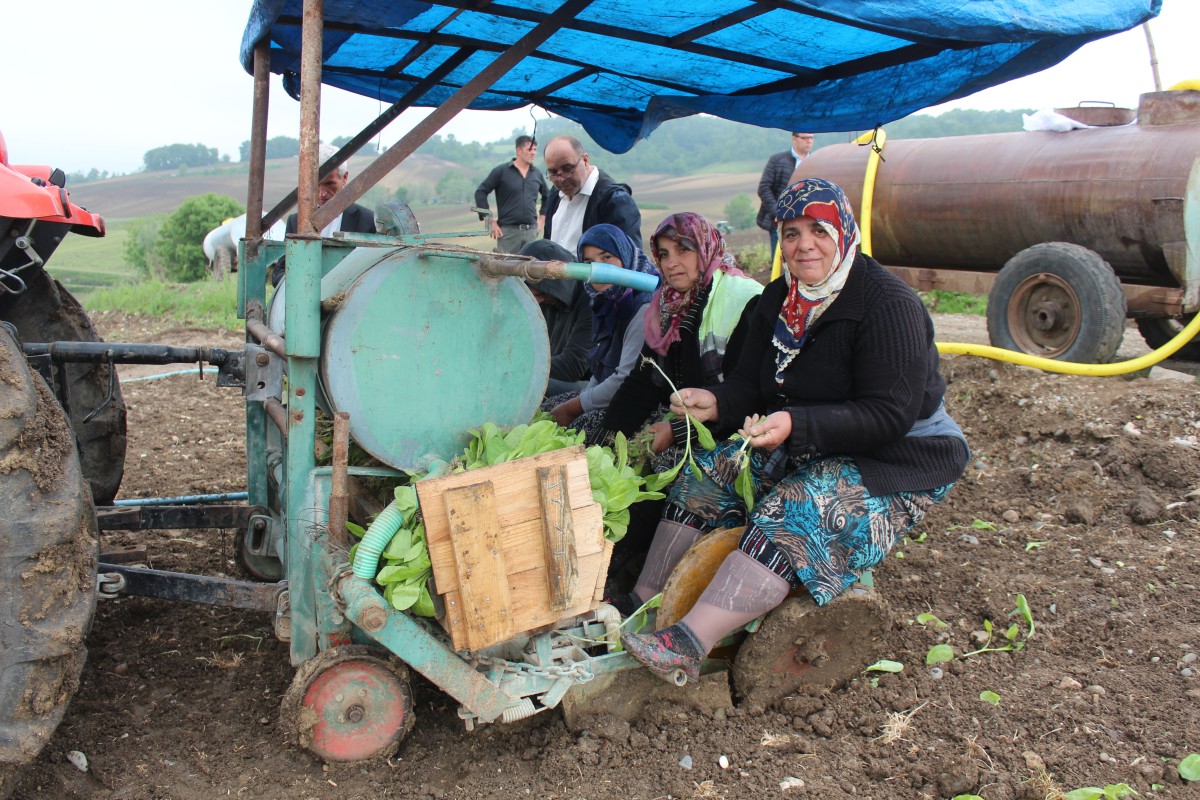 Bafra Ovası'nda tütün dikimi başladı