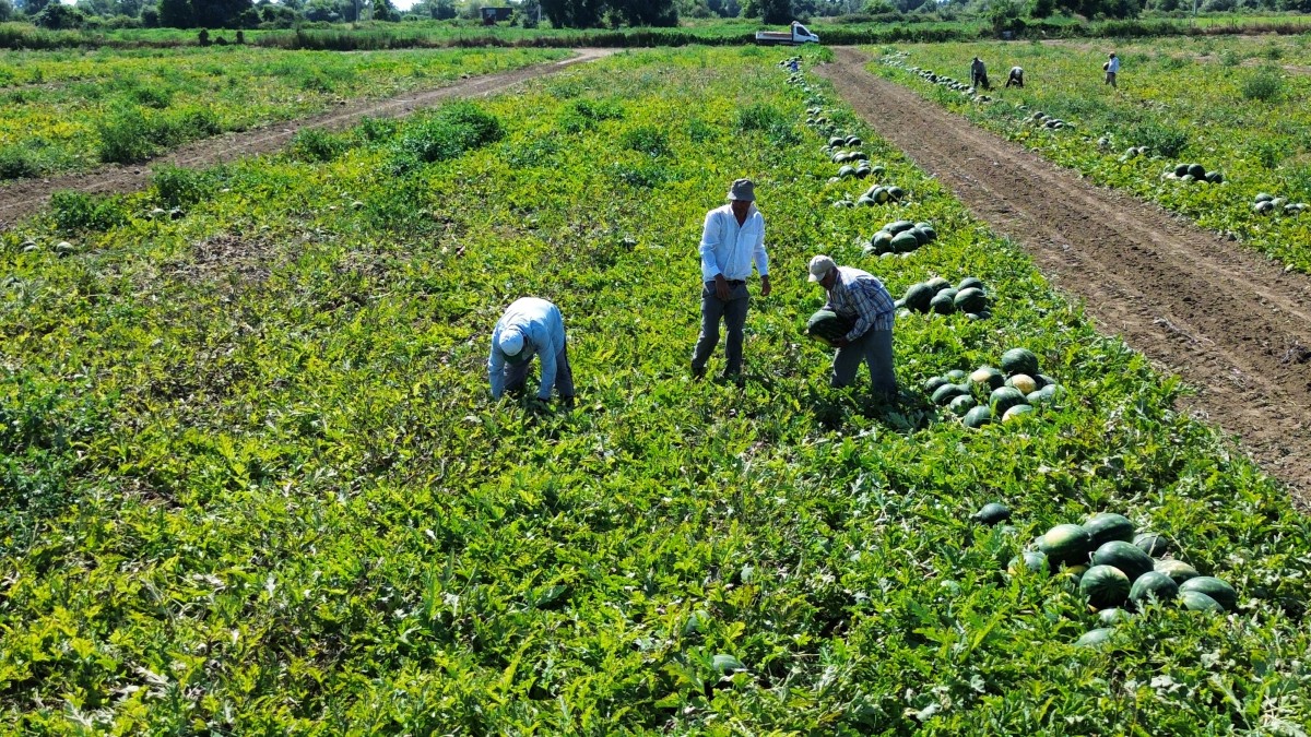 Bafra Ovası'nda karpuz hasadı devam ediyor