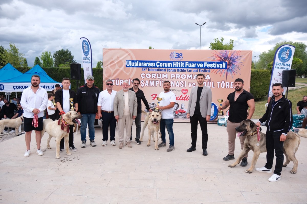 Çorum'da Türk çoban köpekleri ırk standartları yarışması yapıldı