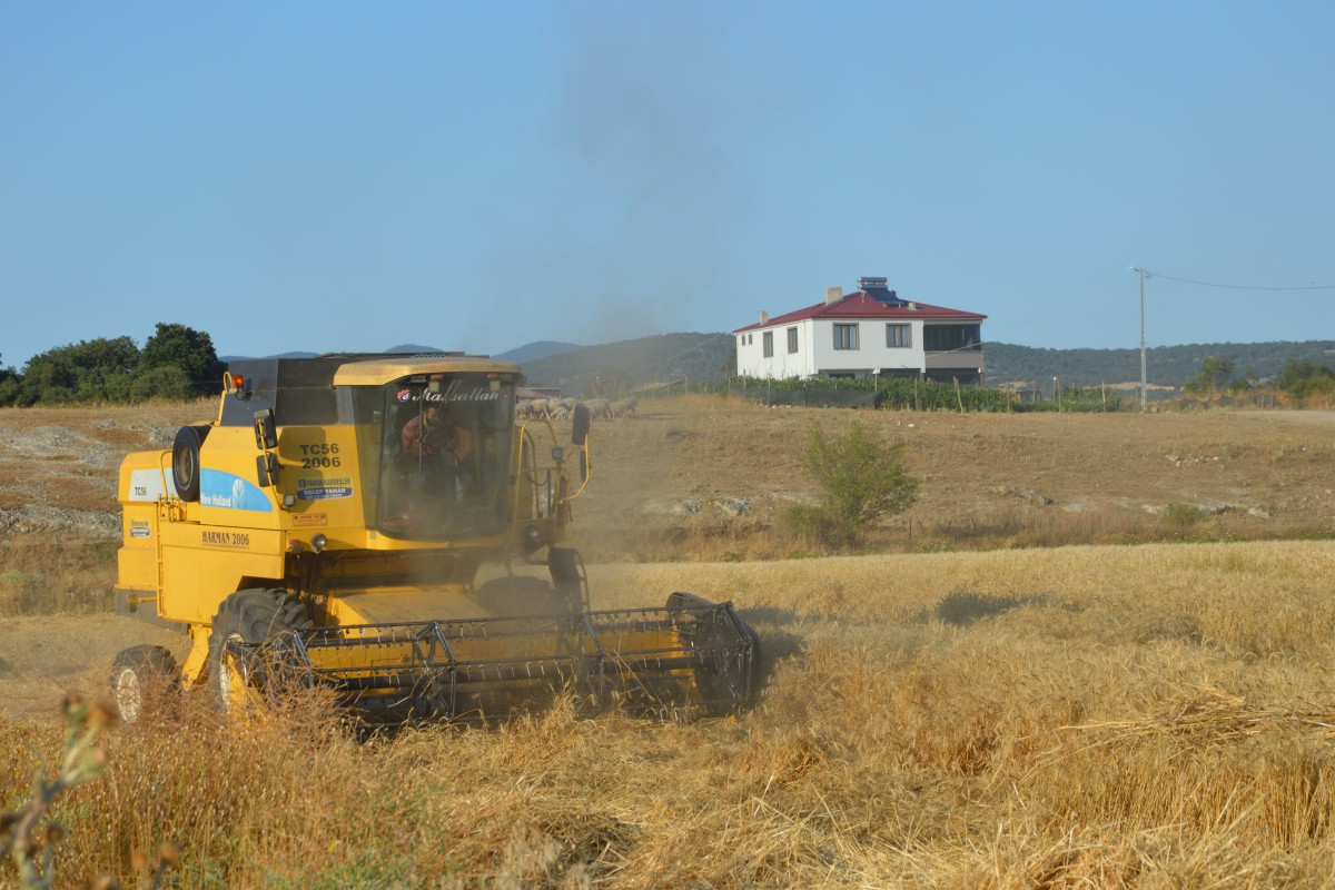 Havza Buğday Pazarı'nda hasat hareketliliği