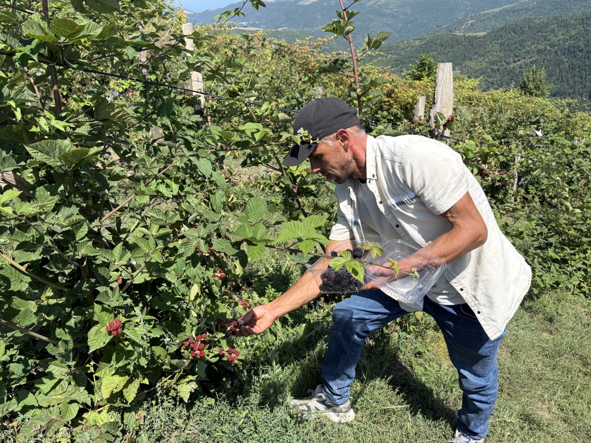 Alaçam'da yüksek rakımda alternatif ürün olarak böğürtlen yetiştiriliyor