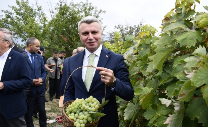 Safranbolu'da tescilli ürünler arasına giren “çavuş üzümü“nün belgesi alındı