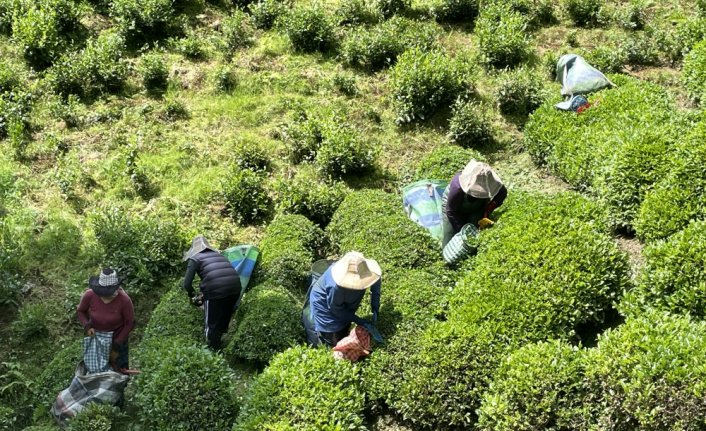 Deprem bölgesinde yapılacak "Çay Sokağı" konutlarına çay üreticilerinden destek