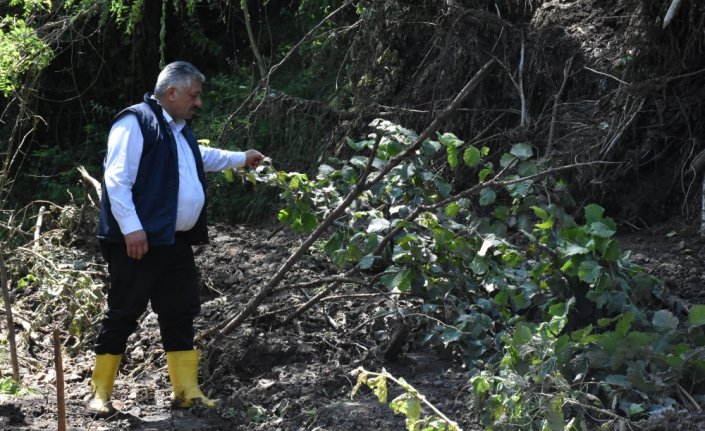 Ordu'da heyelanlardan zarar gören fındık bahçelerinde hasar tespiti başladı