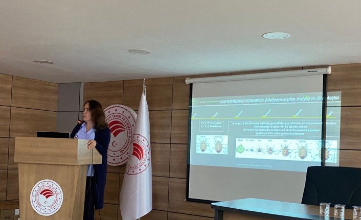 19 Mayıs ilçesinde kahverengi kokarca böceğine karşı bilgilendirme toplantısı yapıldı