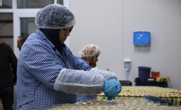 Kastamonu'da sarımsak fabrikasının enerjisi güneşten karşılanıyor