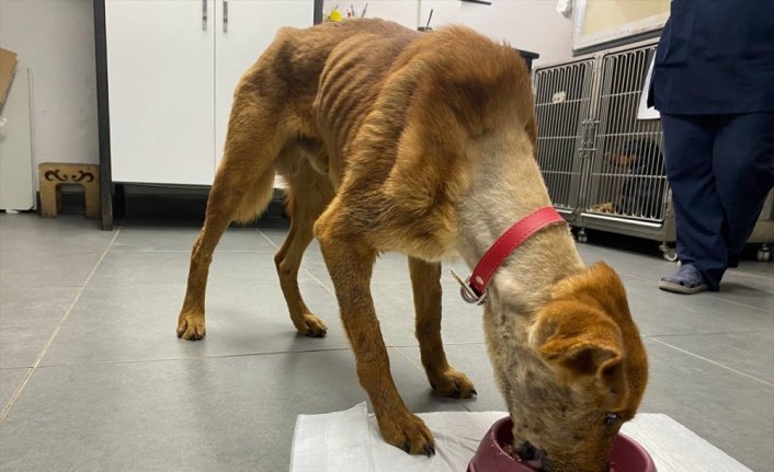 Zonguldak'ta ölmek üzereyken bulunan "Mucize" köpek, çene ameliyatlarıyla hayata tutundu