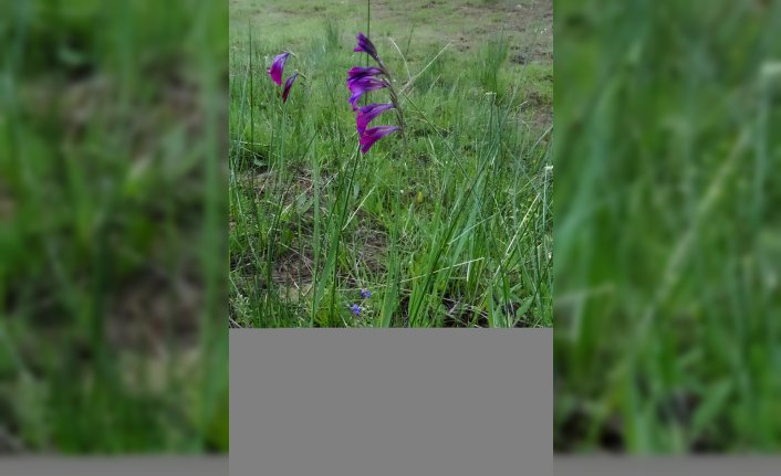 Adana'da keşfedilen yeni bitki türüne kentin mitolojik ismi verildi