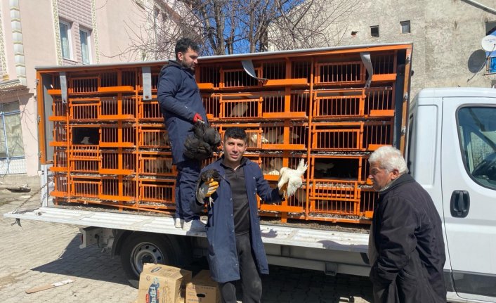 Almus'ta çiftçilere 2 bin tavuk, horoz ve hindi yavrusu dağıtıldı