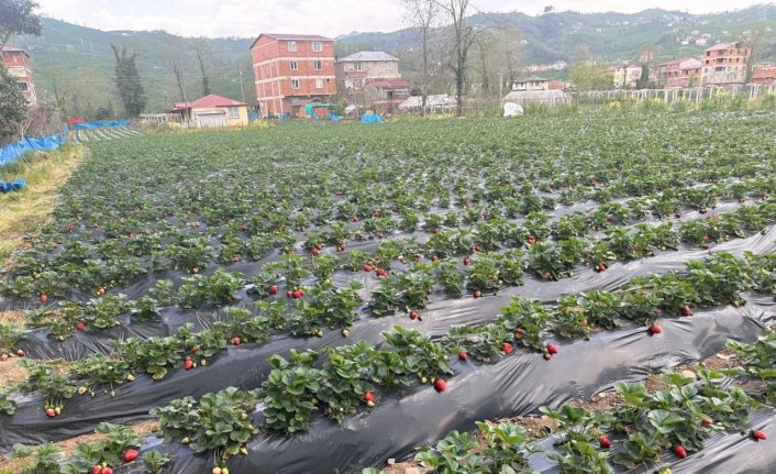 Çileğin Ordu ekonomisine bu yıl 90 milyon lira katkı sunması bekleniyor