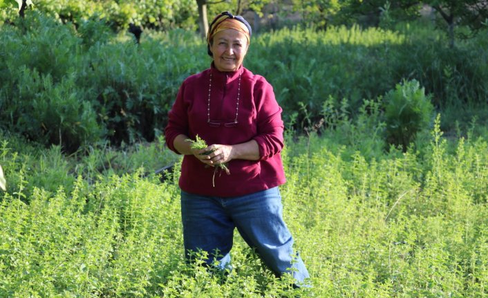 Emekli ziraat mühendisi kadın bahçesinde 30 çeşit tıbbi aromatik bitki yetiştiriyor