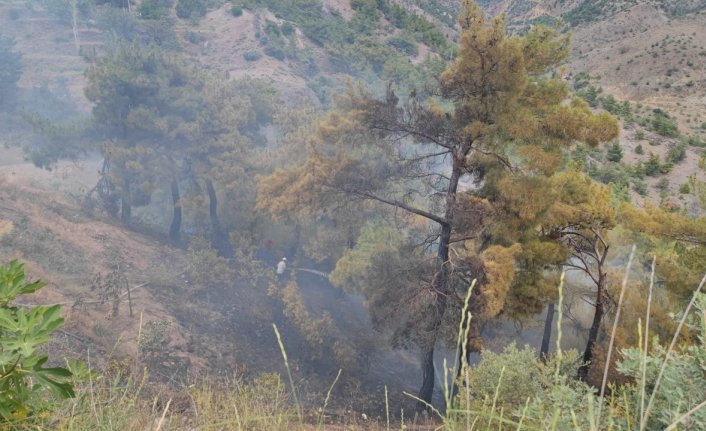 Çorum'da çıkan yangında 5 dekar ormanlık alan zarar gördü