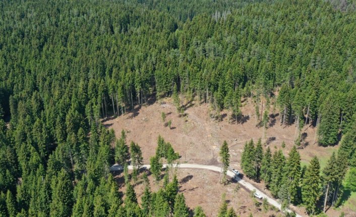 Karagöl-Sahara Milli Parkı ormanlarında sekiz dişli kabuk böceği ile mücadele devam ediyor