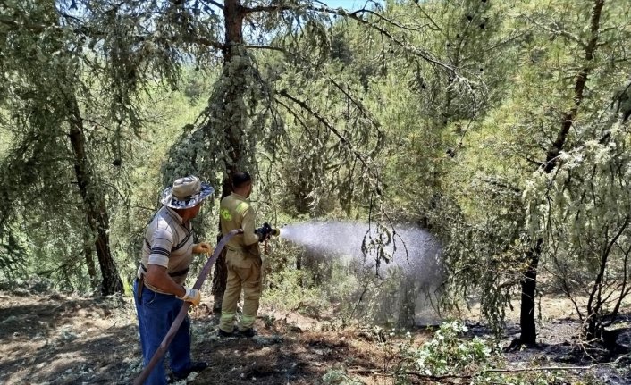 Sinop'ta çıkan yangında 3,5  hektarlık ormanlık alan zarar gördü